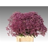 Eupatorium Purpureum