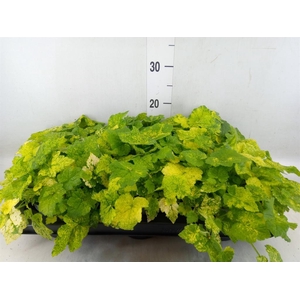 Tolmiea menziesii   ...variegated