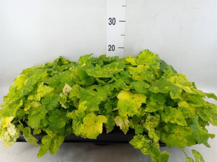 <h4>Tolmiea menziesii ...variegated</h4>