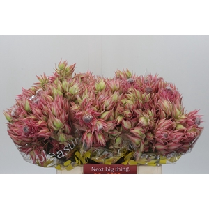 Blushing Bride Pink 10+ Flowers