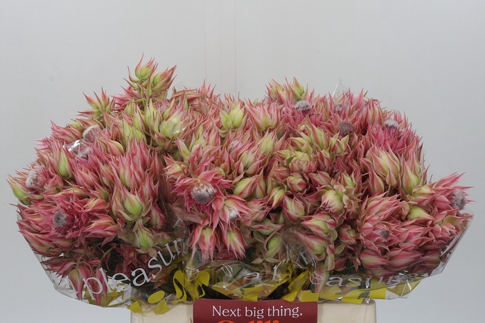 <h4>Blushing Bride Pink 10+ Flowers</h4>