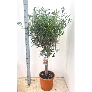 OLEA EUROPAEA