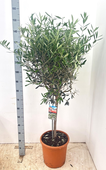 <h4>OLEA EUROPAEA</h4>