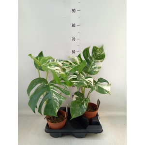 Monstera delic. 'Variegata'