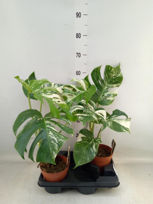 <h4>Monstera delic. 'Variegata'</h4>