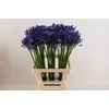 Agapanthus (Funnel Grp) 'Uri'