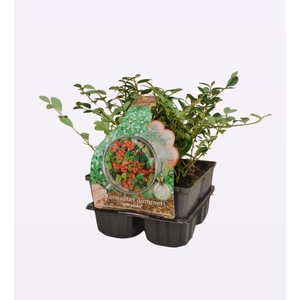 Cotoneaster dam. 'Miranda' 4-Pack
