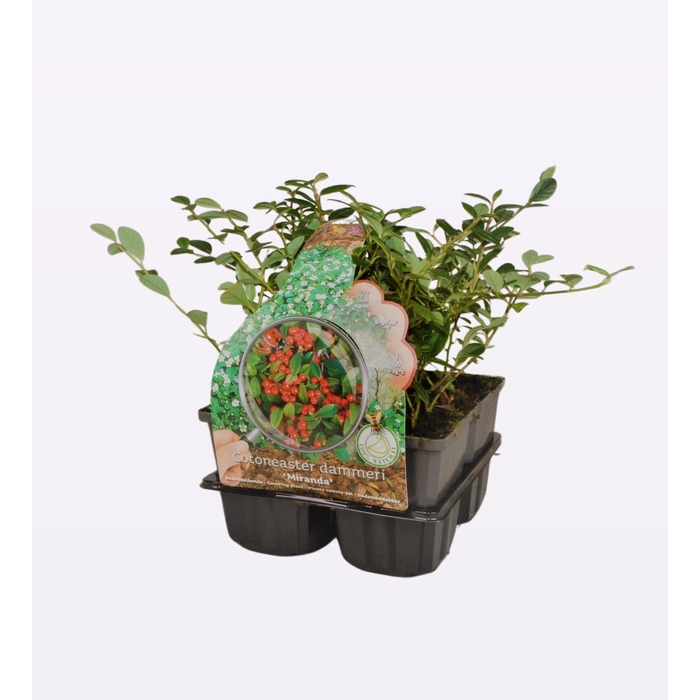 <h4>Cotoneaster dam. 'Miranda' 4-Pack</h4>