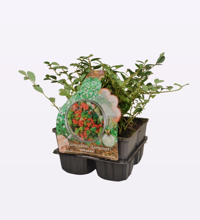Cotoneaster dam. 'Miranda' 4-Pack