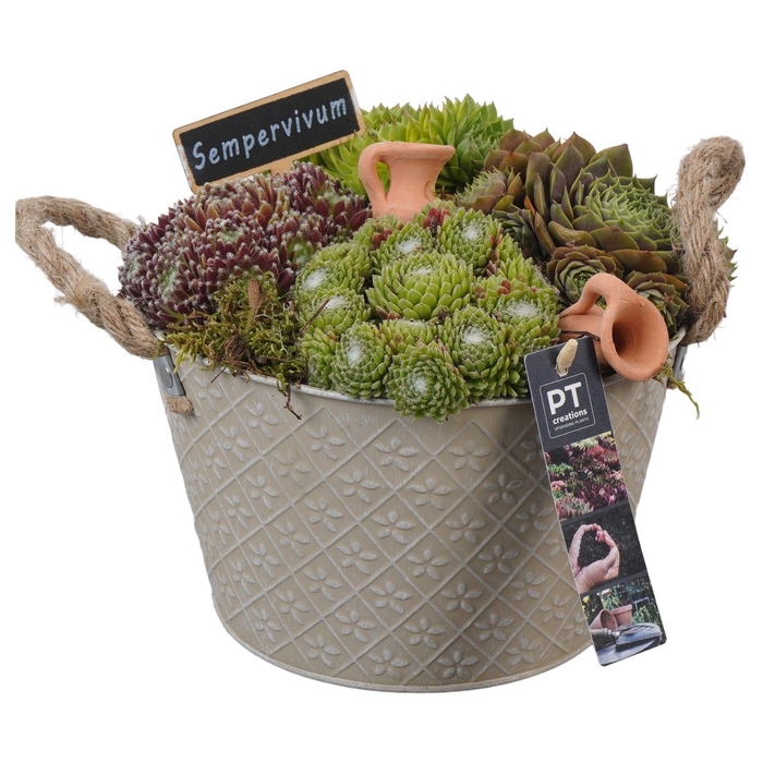 <h4>Arr.  Sempervivum L%</h4>