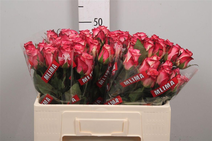 <h4>R Gr Spark Condor</h4>