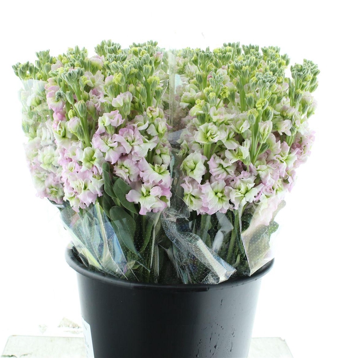 <h4>Matth Incana Iron White / Pink</h4>