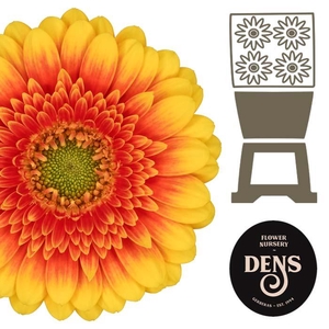 Germini Ariba  Diamond