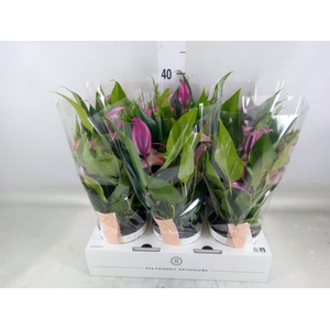 Anthurium  'Zizou'
