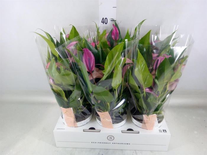 <h4>Anthurium  'Zizou'</h4>