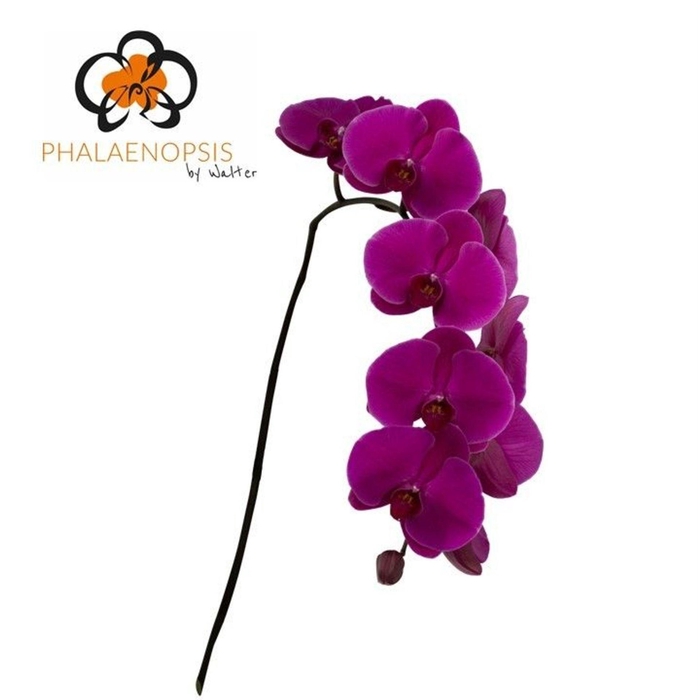 <h4>Phalaenopsis  'Purple Haze'</h4>