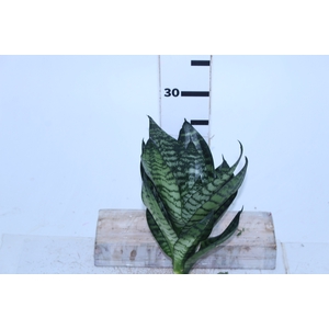 FOLH SANSEVIERIA 130 CM
