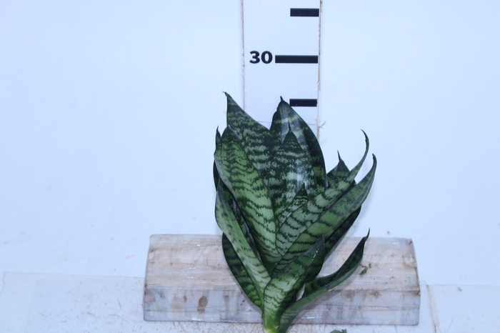 FOLH SANSEVIERIA 130 CM