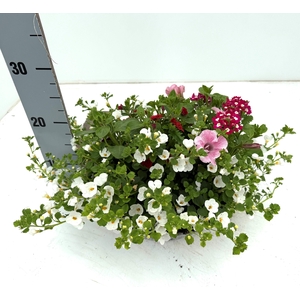 PERKPL GEM IN POT