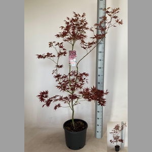 ACER PA ATROPURPUREU