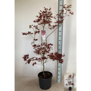 ACER PA ATROPURPUREU