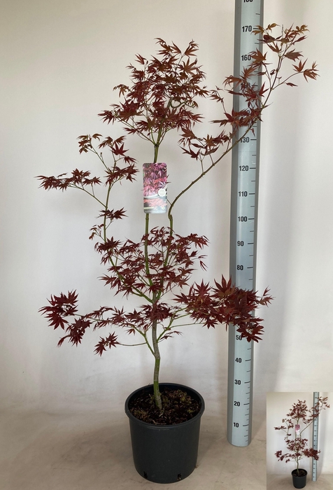 <h4>ACER PA ATROPURPUREU</h4>