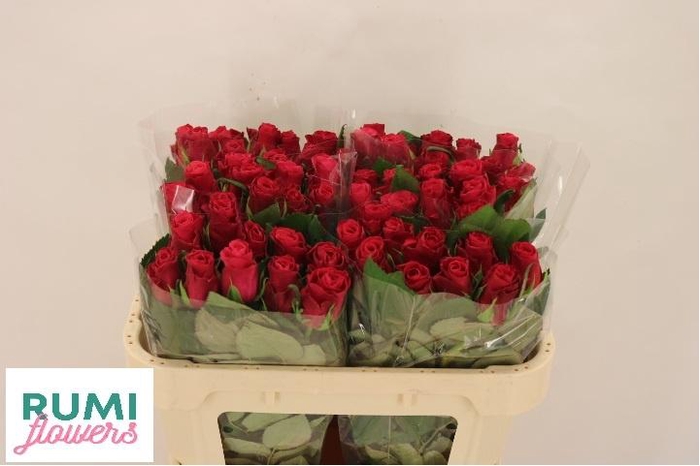 <h4>R GR TACAZZI+</h4>