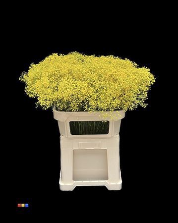 <h4>Gyps Million Star Yellow</h4>
