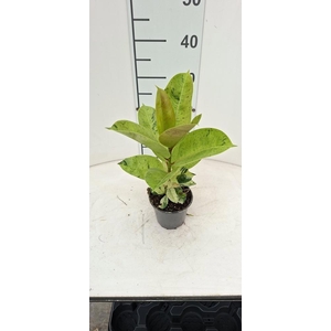 FICUS OV
