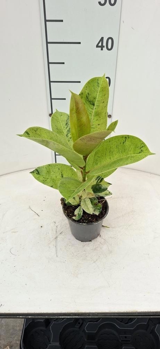 <h4>FICUS OV</h4>