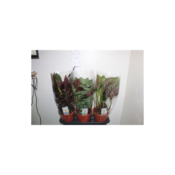 <h4>Calat Gem 19cm Pot</h4>