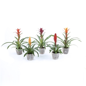 Bromelia mix in Houten pot Woody