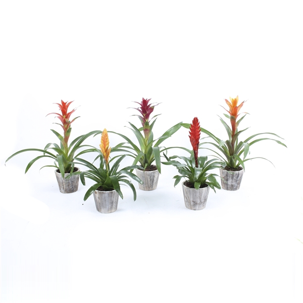 <h4>Bromelia mix in Houten pot Woody</h4>