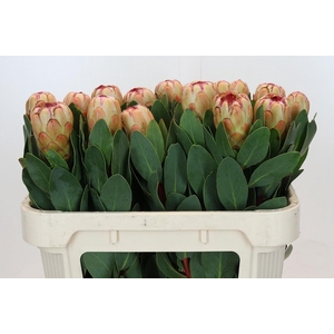 PROTEA GRANDICOLOR