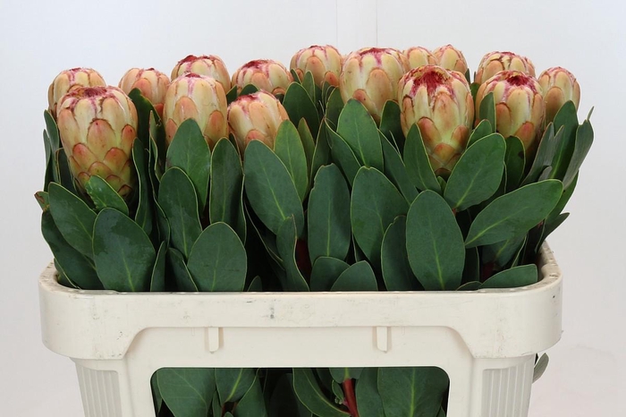 <h4>PROTEA GRANDICOLOR</h4>