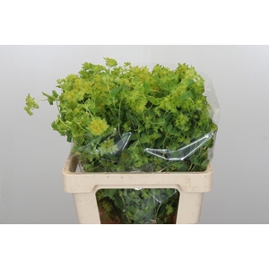 Bupleurum Griffithii