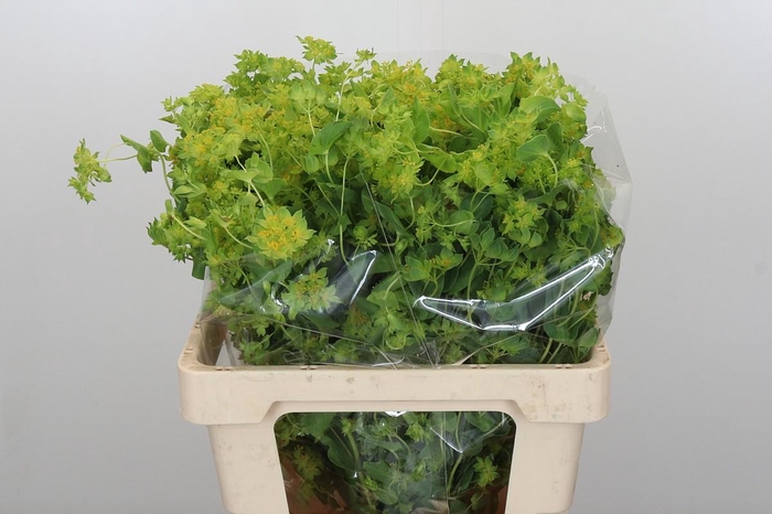 <h4>Bupleurum Griffithii</h4>