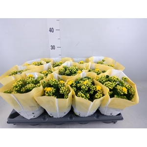 Kalanchoe blos.   ..