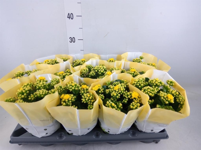 <h4>Kalanchoe blos.   ..</h4>