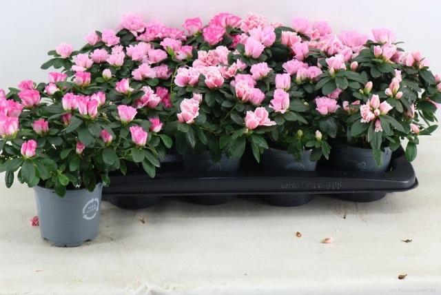 <h4>RHODO SI VOGEL GEM</h4>