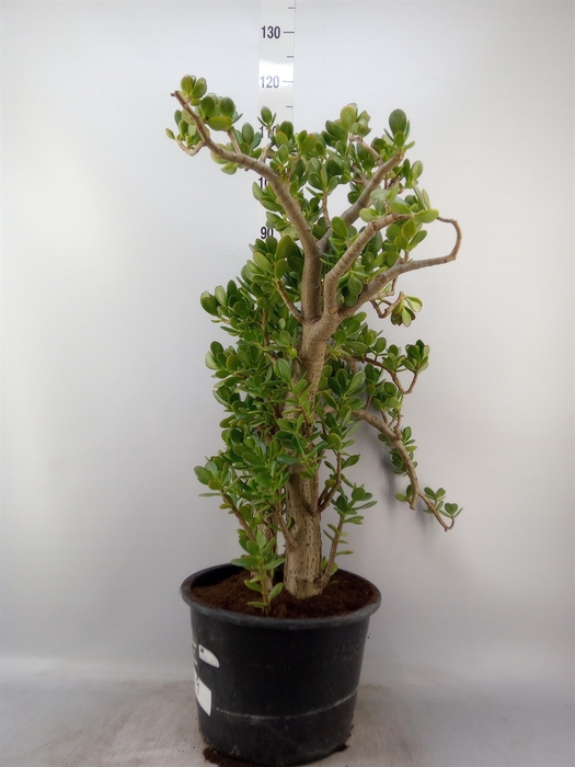 <h4>Crassula ovata</h4>