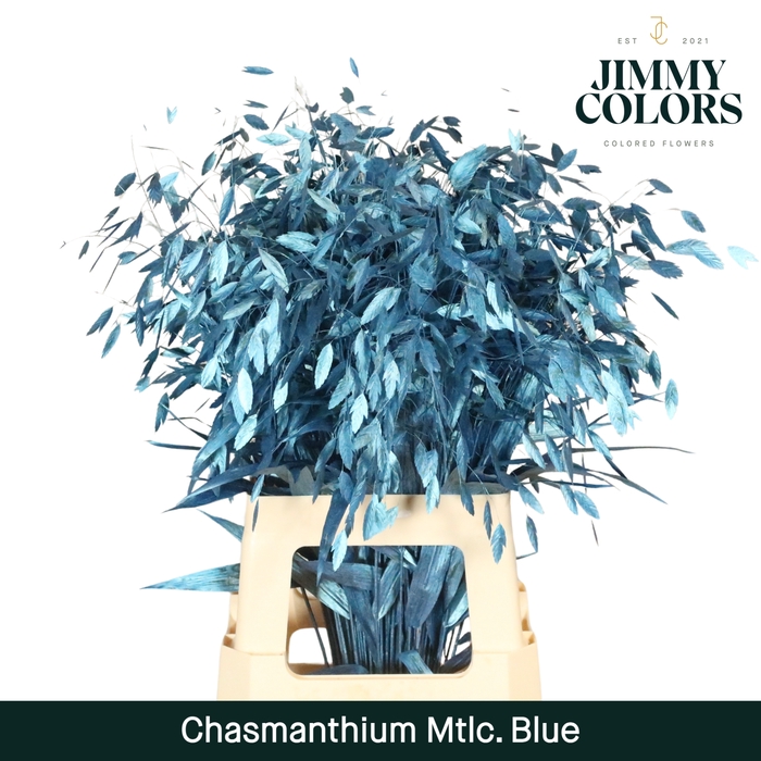 <h4>Chasmanthium L70 Metallic Blue</h4>