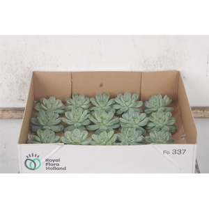Echeveria Albicans X20