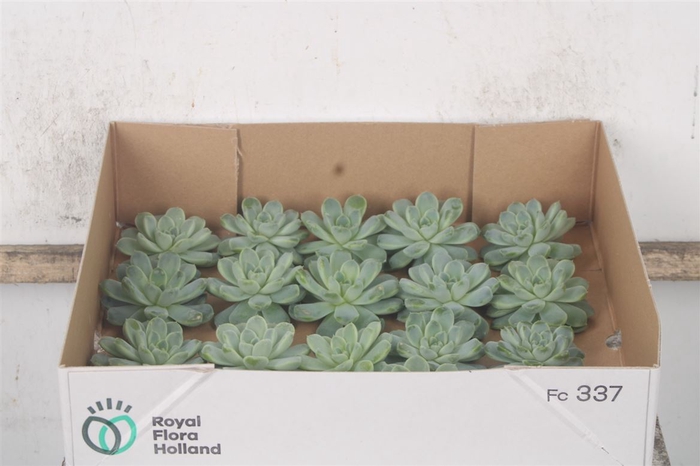 <h4>Echeveria Albicans X20</h4>