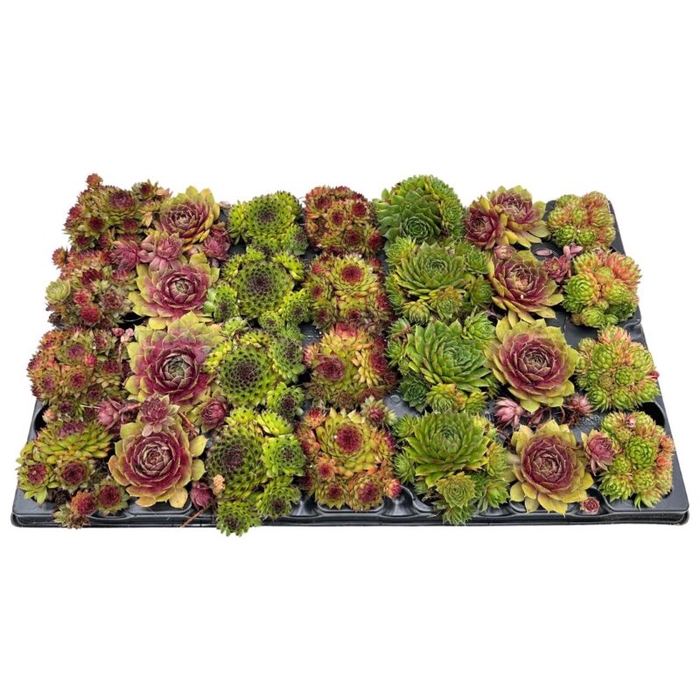 <h4>SEMPERVIVUM-HYBRID P5,5</h4>