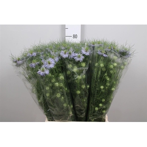 Nige D Clou Lavender