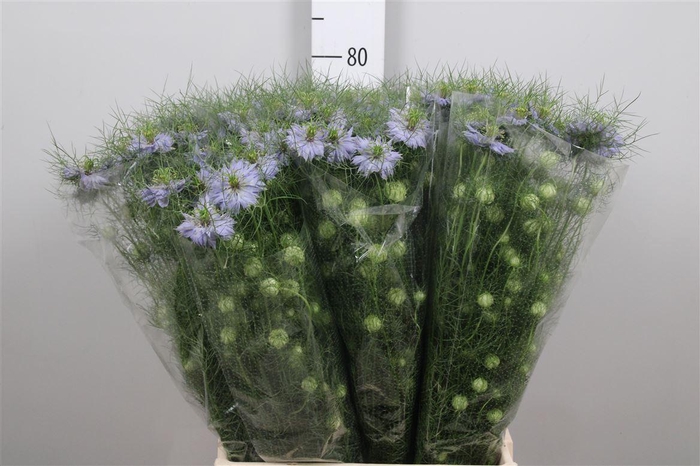 <h4>Nigella D Cloudy Lavender</h4>