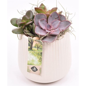 Keramiek vert.lines creme mat 12cm