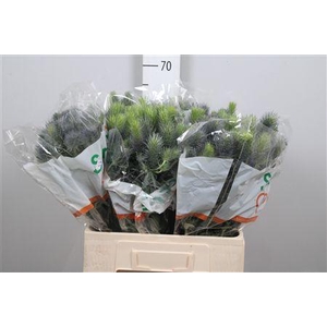 Eryn Pacific Blue Sky