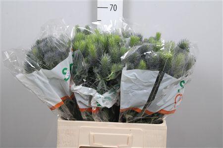 <h4>Eryn Pacific Blue Sky</h4>